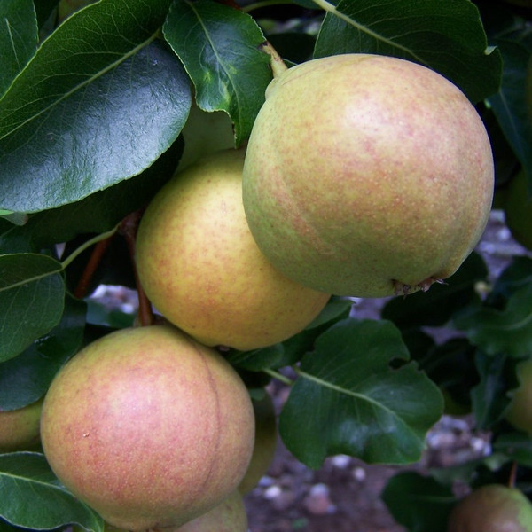 Pear - Sweet Huffcap