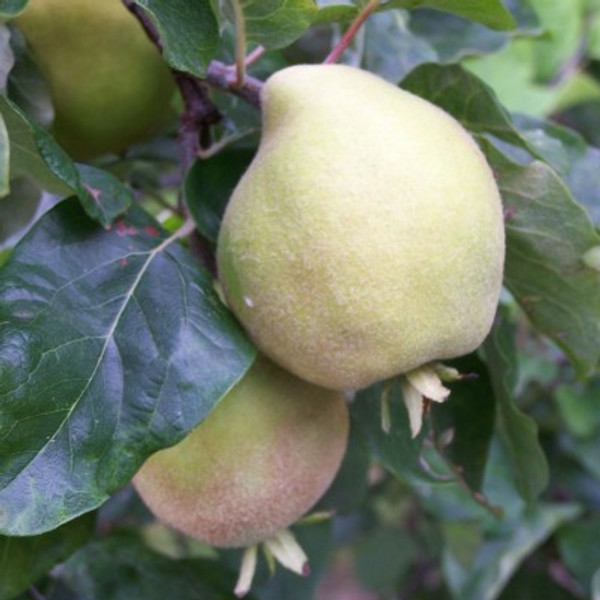 Quince - Pear Shaped Quince - Pear Shaped
