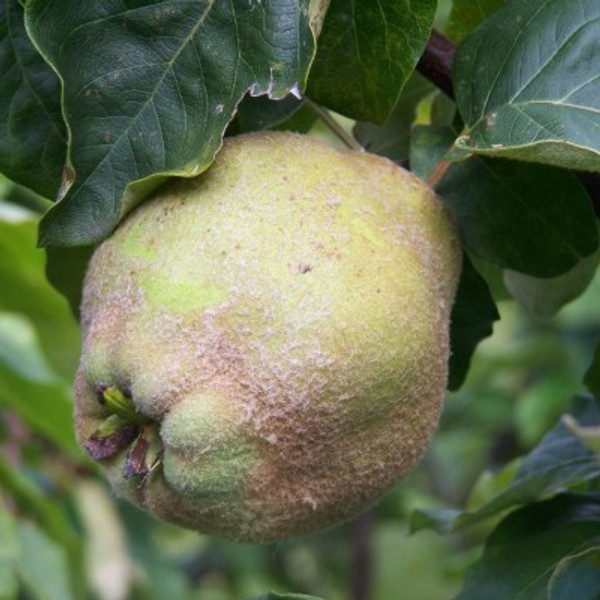 Quince - Portugal Quince - Portugal