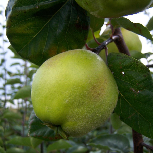 Quince - Ronda Quince - Ronda