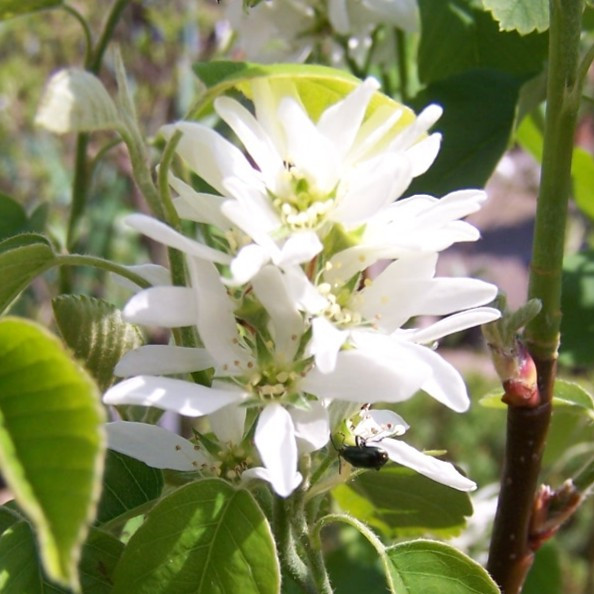 Amelanchier alnifolia 'Thiessen'