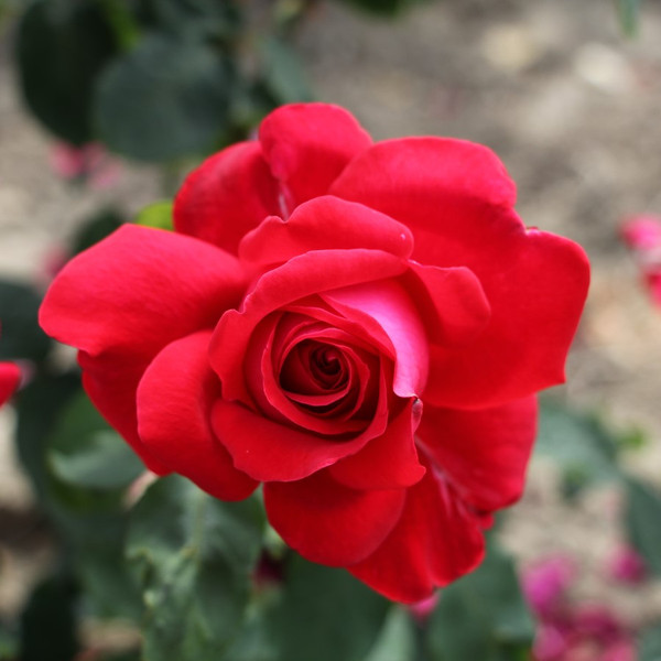 Rosa 'Alec's Red'