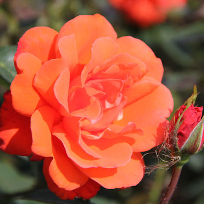 Rosa 'Alexander'