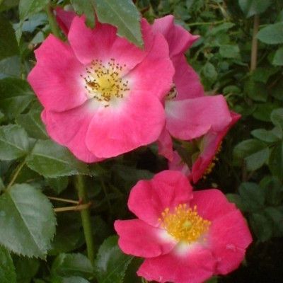 Rosa 'American Pillar'