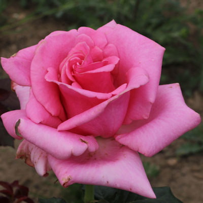 Rosa 'Andrea Stelzer'