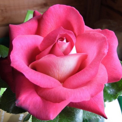 Rosa 'Anis Perfumella'