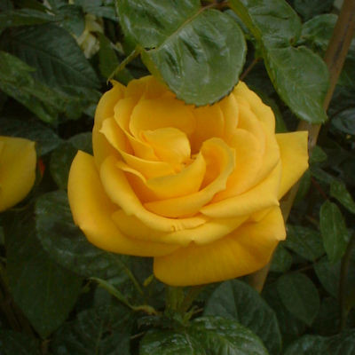 Rosa 'Arthur Bell'