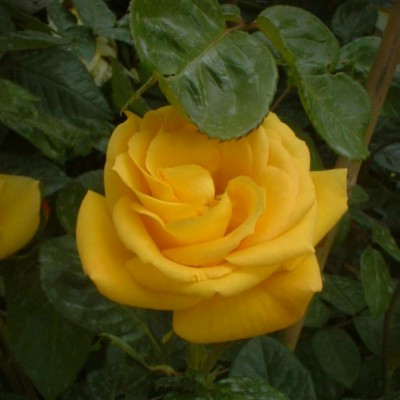 Rosa 'Arthur Bell (Climbing)'
