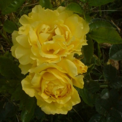 Rosa 'Baby Bio'
