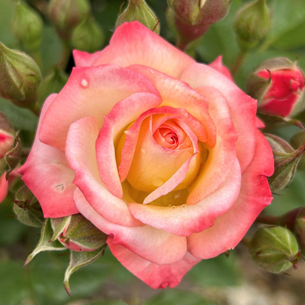Rosa 'Babie Katie'