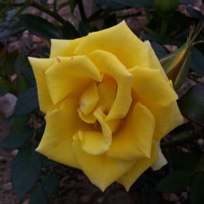 Rosa 'Behold'