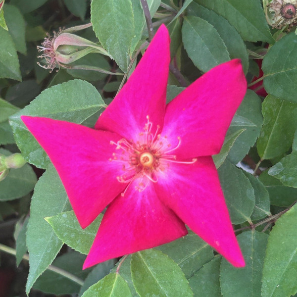 Rosa 'Bengal Crimson'