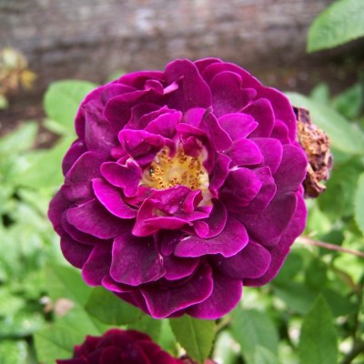 Rosa 'Berenice'