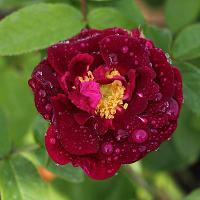 Rosa 'Berenice'