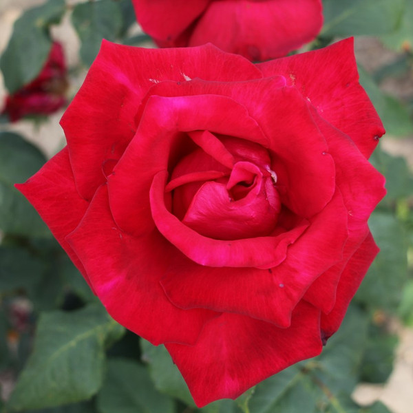 Rosa 'Big Chief'