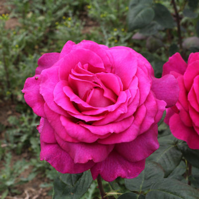 Rosa 'Big Purple'