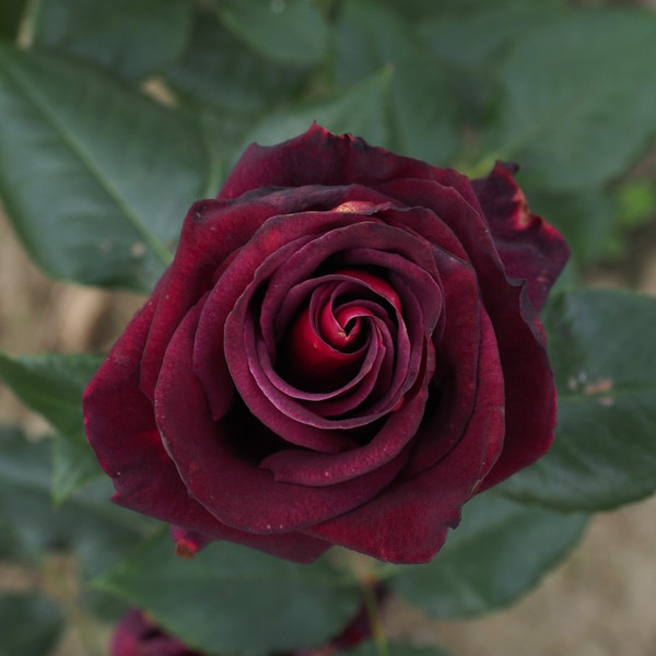 Rosa 'Black Baccara'