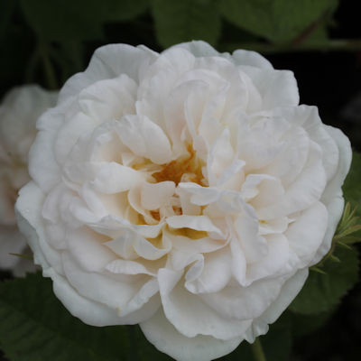 Rosa 'Blanche de Belgique'