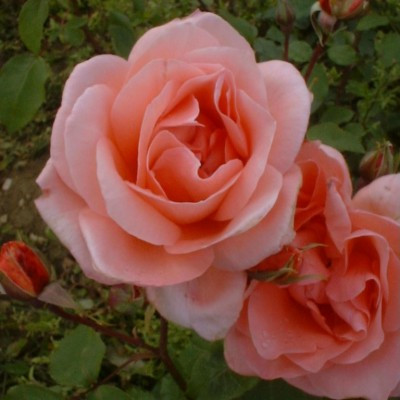 Rosa 'Blessings'