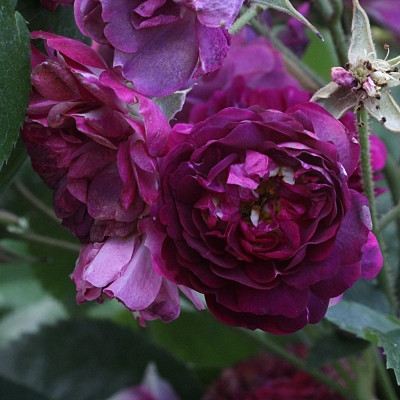 Rosa 'Bleu Magenta'