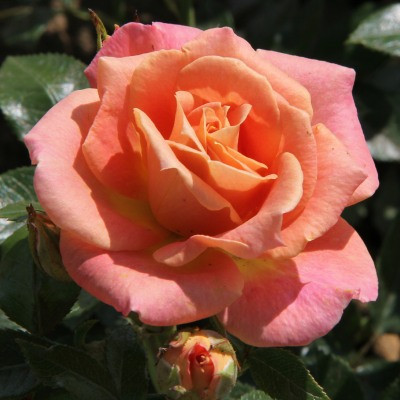 Rosa 'Bucklebury Boy'