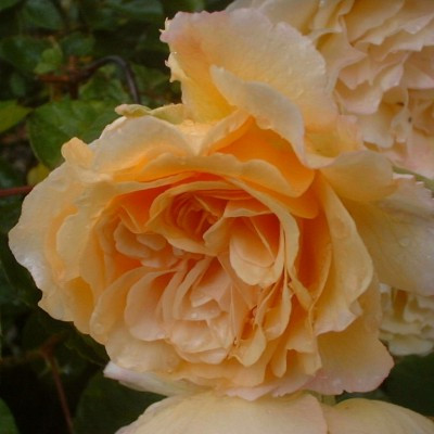 Rosa 'Buff Beauty'