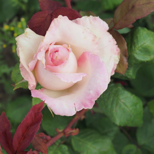 Rosa 'Cajun Signature'