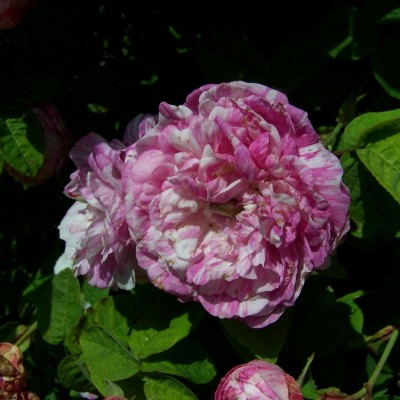 Rosa 'Camaieux'