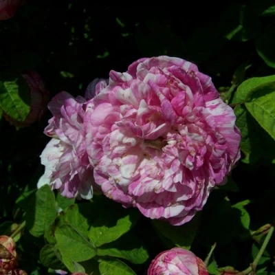 Rosa 'Camaieux'