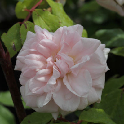 Rosa 'Cecile Brunner' (Climbing)