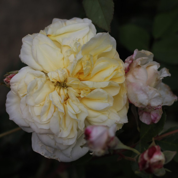 Rosa 'Celine Forestier'