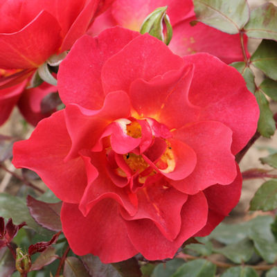 Rosa 'Celebration Time'