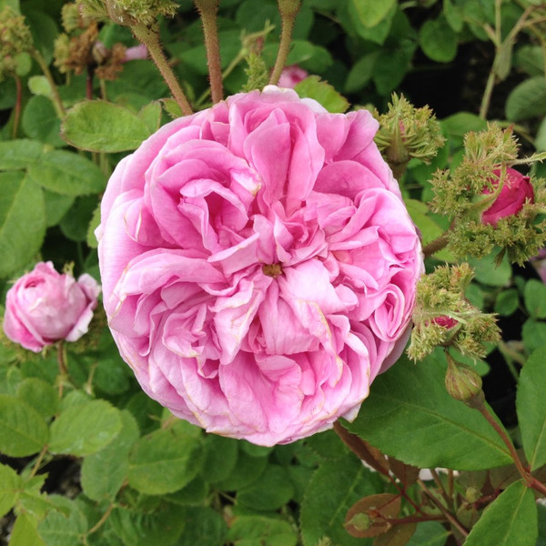 Rosa x centifolia 'Cristata'