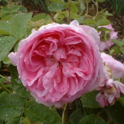 Rosa x centifolia 'Cristata'