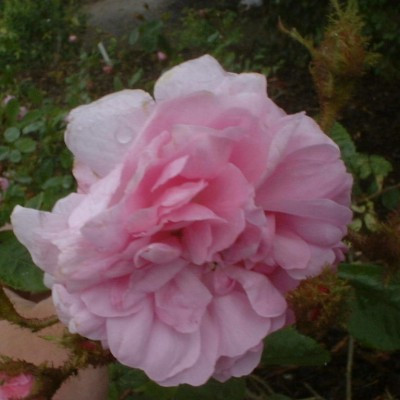 Rosa x centifolia 'Muscosa'