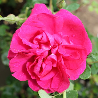 Rosa 'Cerise Bouquet'