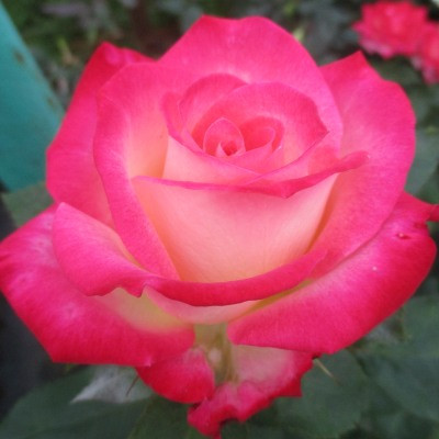 Rosa 'Charismatic'