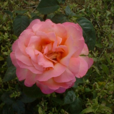 Rosa 'Chicago Peace'