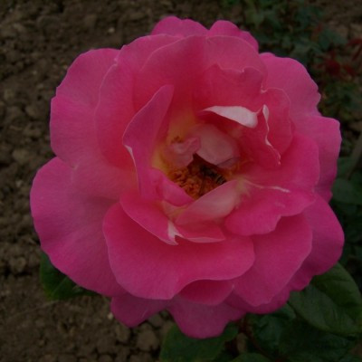 Rosa 'Cliff Richard'