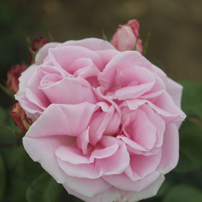 Rosa 'Conrad Ferdinand Meyer'