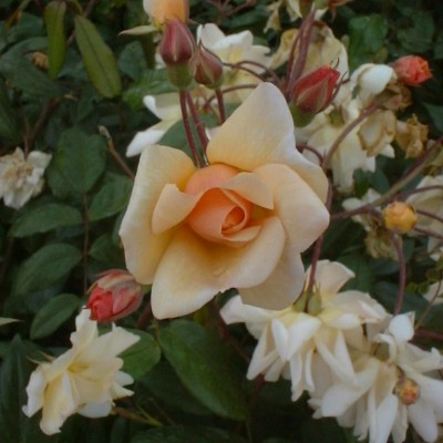 Rosa 'Cornelia'