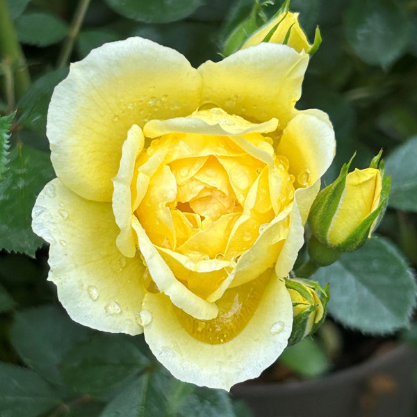 Rosa 'Cream Dream'