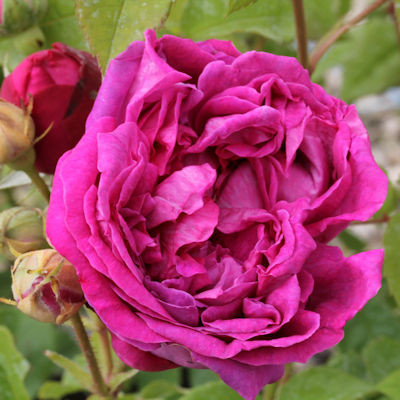 Rosa 'Crimson Blush'