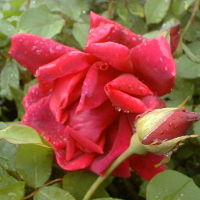 Rosa 'Crimson Glory'