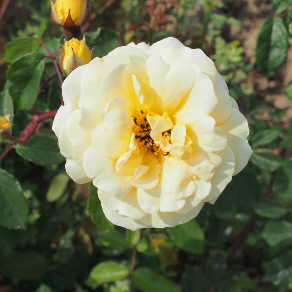 Rosa 'Danae'