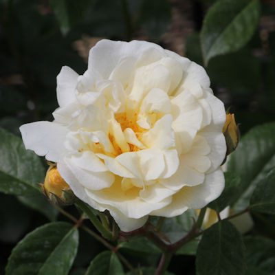 Rosa 'Danae'