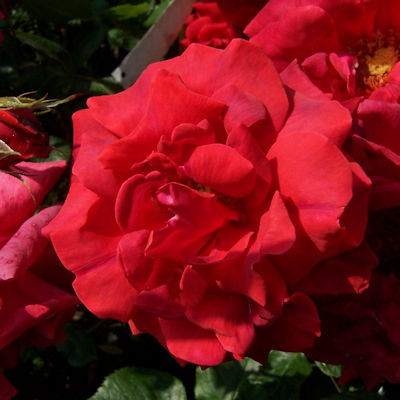 Rosa 'Danse de Feu'