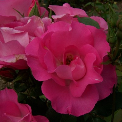 Rosa 'Dancing Pink'