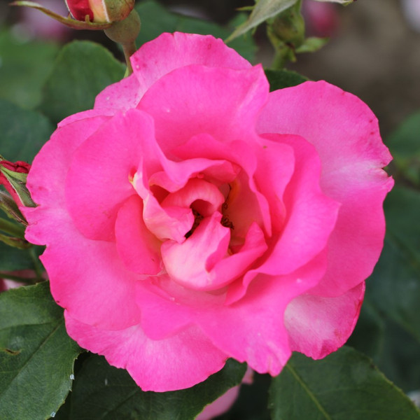 Rosa 'Dancing Pink'