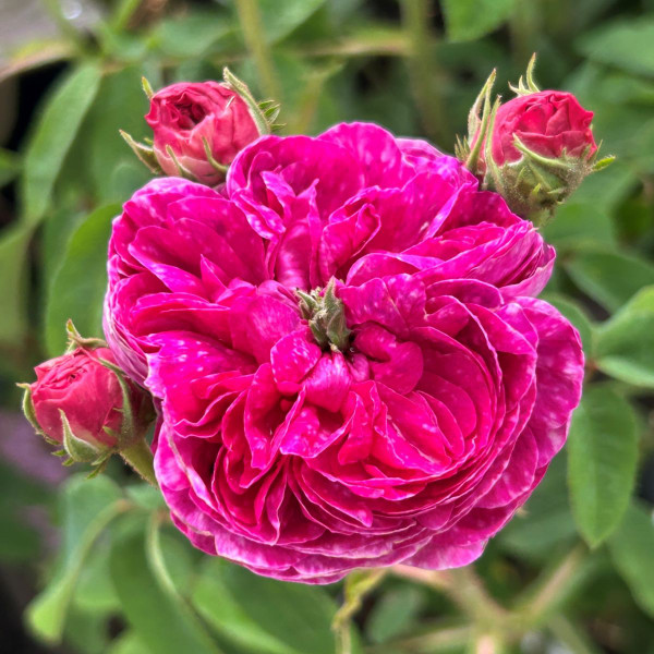 Rosa 'Darius'
